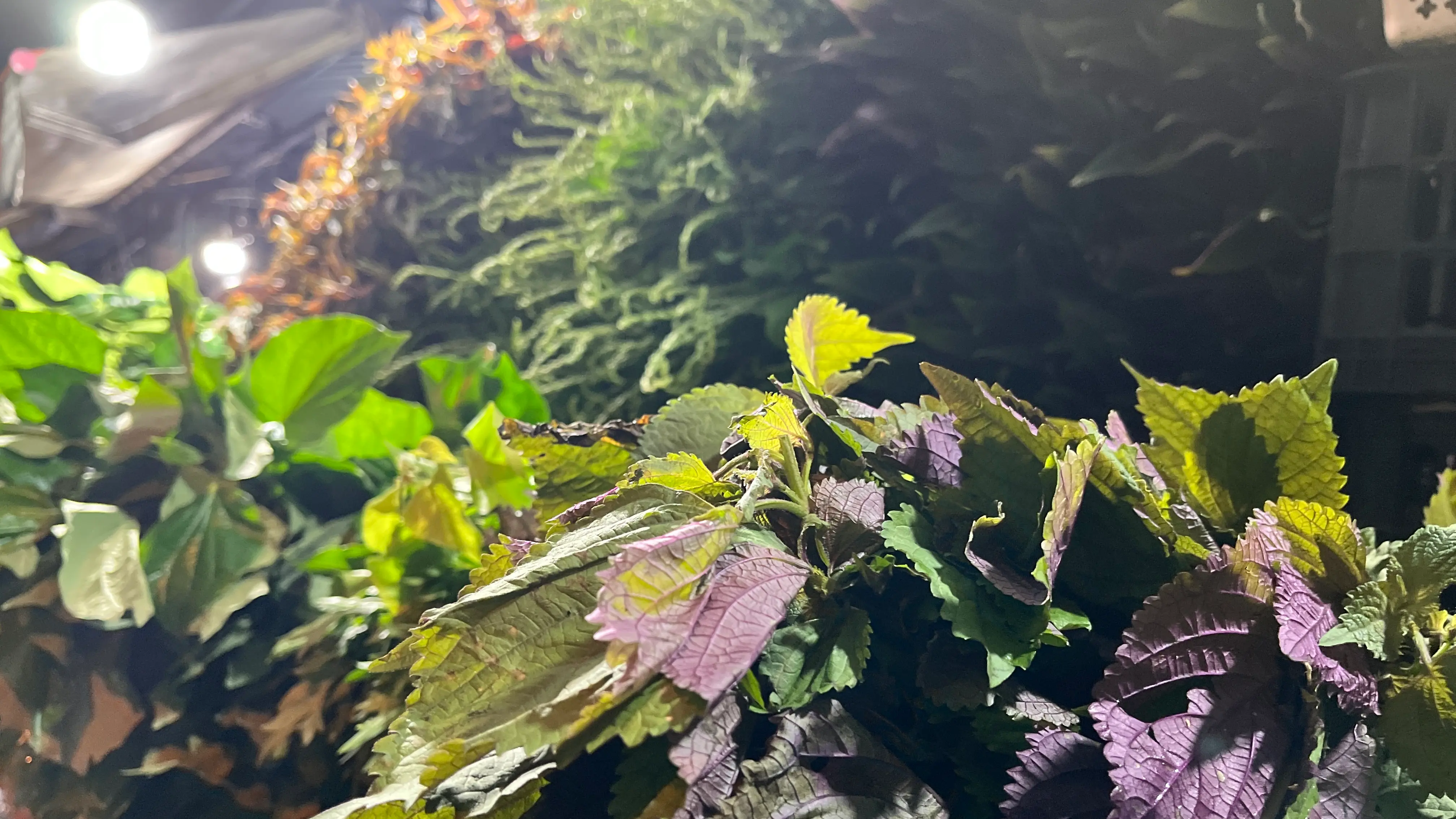 TKG is a botanical house.